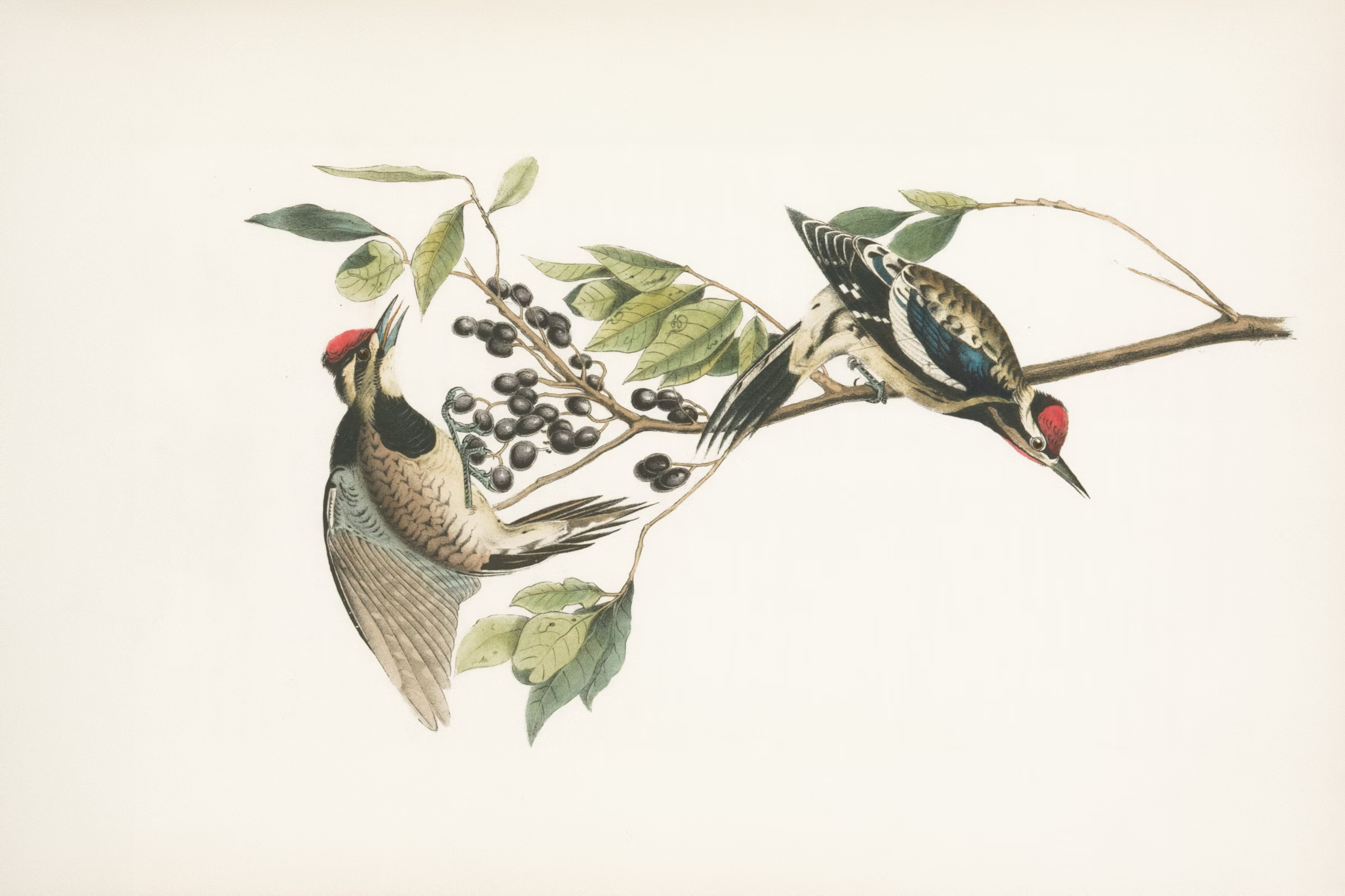 Vögel Illustration